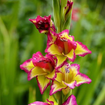 Großblütige Gladiole Flevo Laguna - Gladiolus