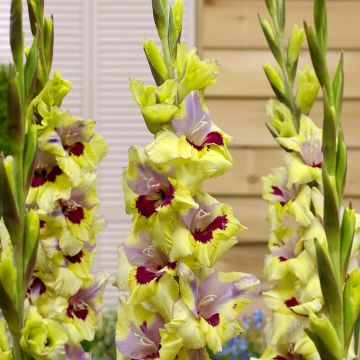 Großblütige Gladiole Oracle - Gladiolus