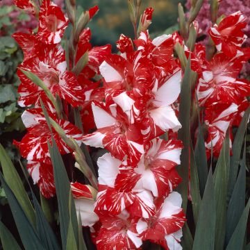 Großblütige Gladiole Zizanie - Gladiolus