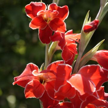 Gladiolus primulinus Atom - Gladiole