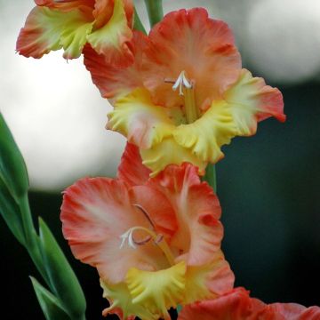 Großblütige Gladiole Princess Margaret Rose - Gladiolus