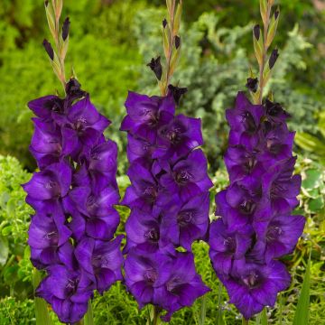 Großblütige Gladiole Purple Flora - Gladiolus