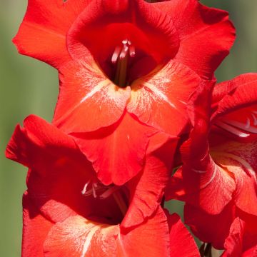 Glaïeul ou Gladiolus Traderhorn