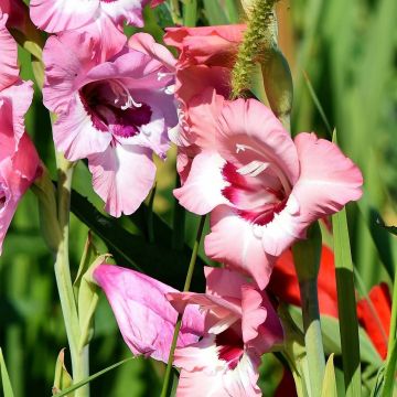 Glaïeul ou Gladiolus Wine and Roses