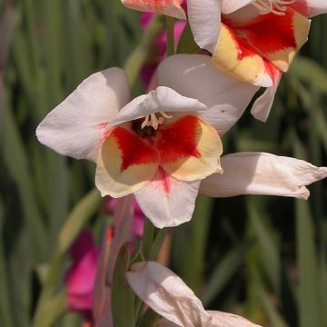 Glaïeul ou Gladiolus papillon Lorena