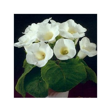 Gloxinia speciosa Mont Blanc