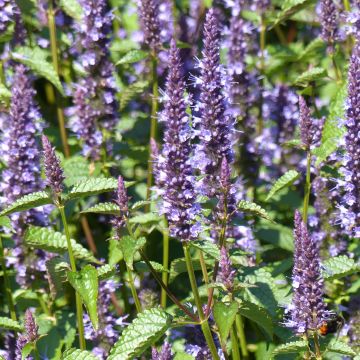 Agastache hybrida Astello Indigo (Samen) - Duftnessel