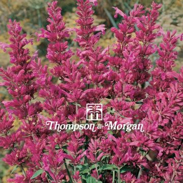 Agastache cana (Samen) - Duftnessel