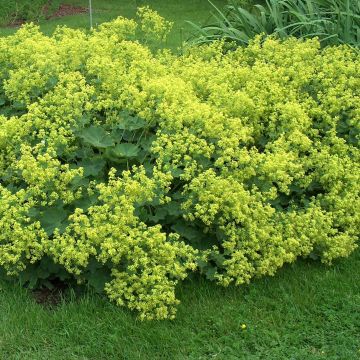 Alchemilla mollis (Samen) - Weicher Frauenmantel