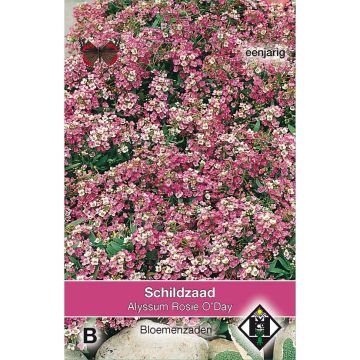 Strand-Silberkraut Rosie'O'Day (Samen) - Lobularia