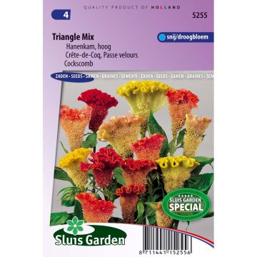 Celosia cristata Triangle mix (Samen) - Hahnenkamm