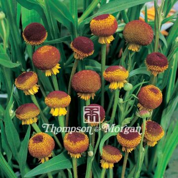 Sonnenbraut Autumn Lollipop (Samen) - Helenium puberulum