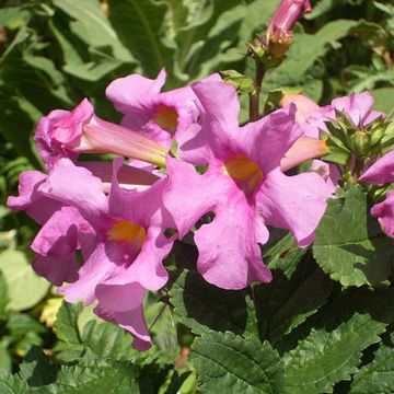 Incarvillea Delavayi Deli Rose (Samen) - Freilandgloxinie