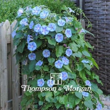 Ipomoea purpurea Light Blue Star (Samen) - Prunkwinde