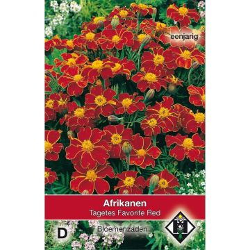 Niedrige Studentenblume Red Favourite (Samen) - Tagetes