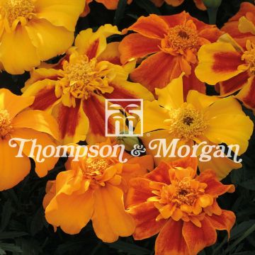 Niedrige Studentenblume Sunburst F1 mixed (Samen) - Tagetes