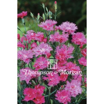 Garten-Nelke Elegance Pink F1 (Samen) - Dianthus