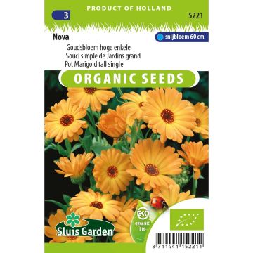 Ringelblume orange simple (Samen) - Calendula officinalis