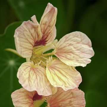 Tropaeolum  Tip-Top Pink Blush (Samen) - Kapuzinerkresse