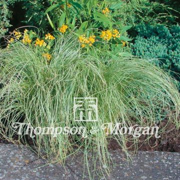 Graines de Carex comans Amazon Mist