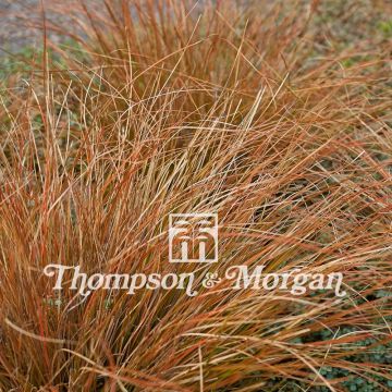 Carex testacea Prairie Fire (Samen) - Orange Segge