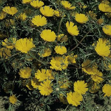 Cladanthus arabicus Golden Crown (Samen) - Astblume