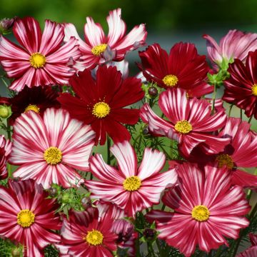 Graines de Cosmos Velouette - Cosmos bipinnatus