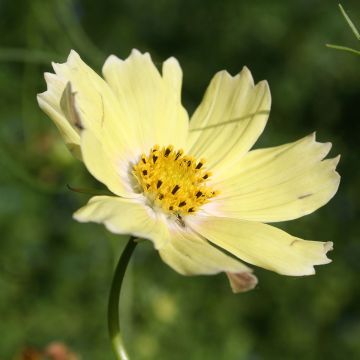 Cosmos Lemonade (Samen) - Schmuckkörbchen