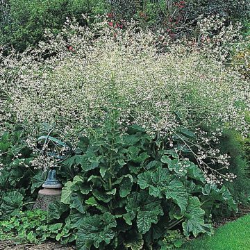 Crambe cordifolia (Samen) - Riesenschleierkraut