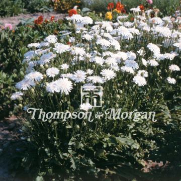 Crepis rubra Snow White (Samen) - Roter Pippau