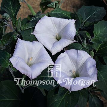 Stechapfel Evening Fragrance (Samen) - Datura