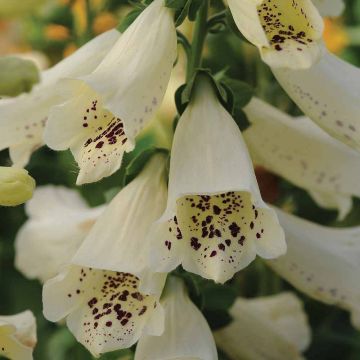 Fingerhut Dalmatian Cream F1 (Samen) - Digitalis purpurea