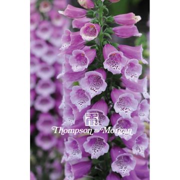 Fingerhut Dalmatian Purple F2 (Samen) - Digitalis purpurea