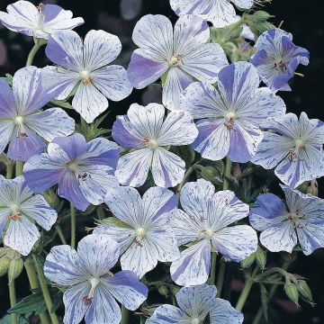 Geranium pratense Striatum (Samen) - Wiesen-Storchschnabel