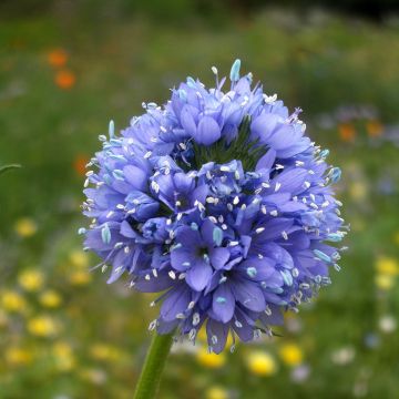 Gilia capitata (Samen) - Gilie