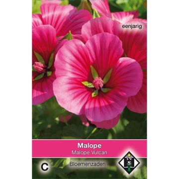 Malope trifida Vulcan (Samen) - Malope