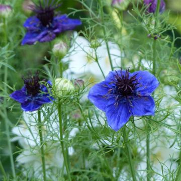 Nigella papillosa Midhigth Blue (Samen) - Schwarzkümmel