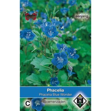 Phacelia campanularia Blue Wonder (Samen) - Glockenblumen-Büschelschön