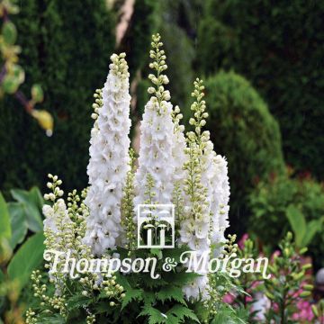 Delphinium consolida Qis White - Acker-Rittersporn