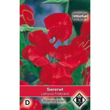 Duftwicke Firebrand (Samen) - Lathyrus odoratus