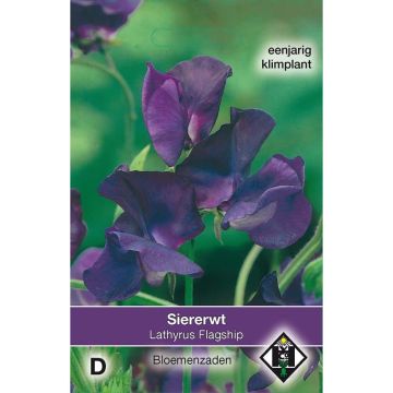 Duftwicke Flagship (Samen) - Lathyrus odoratus