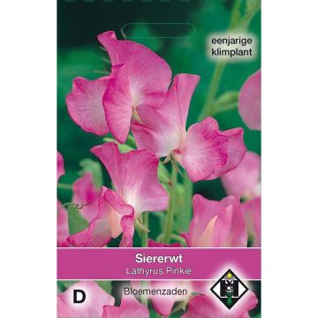 Duftwicke Pinkie (Samen) - Lathyrus odoratus