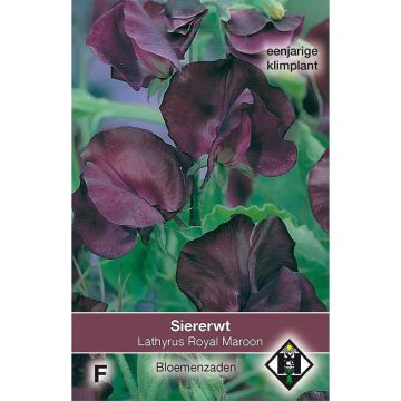 Duftwicke Royal Maroon (Samen) - Lathyrus odoratus