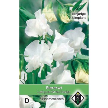 Duftwicke White Ensign (Samen) - Lathyrus odoratus