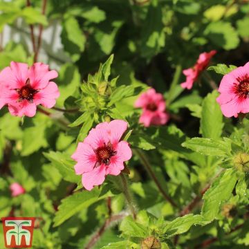 Potentilla nepalensis Helen Jane (Samen) - Nepal-Fingerkraut