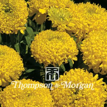 Aufrechte Studentenblume Lemon Mum (Samen) - Tagetes