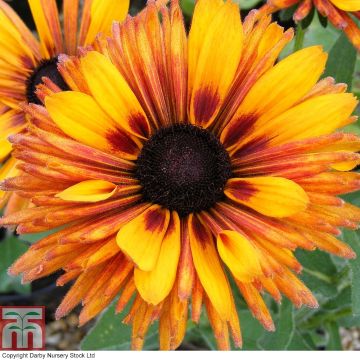 Rauher Sonnenhut Chim Chiminee (Samen) - Rudbeckia