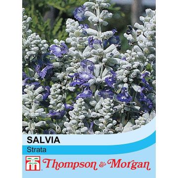 Mehliger Salbei Strata (Samen) - Salvia