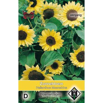 Sonnenblume Moonshine (Samen) - Helianthus