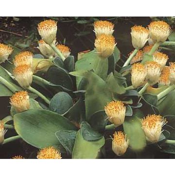 Scadoxus oder Haemanthus albiflos